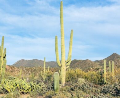 Why Now is the Best Time to Visit Tucson, Arizona